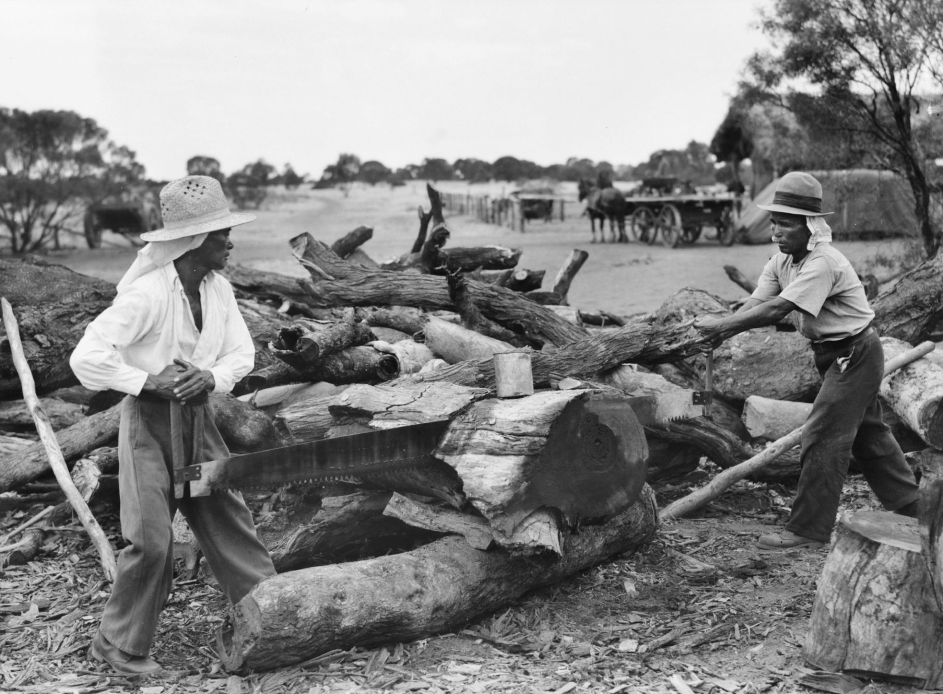 Loveday cross cut saw